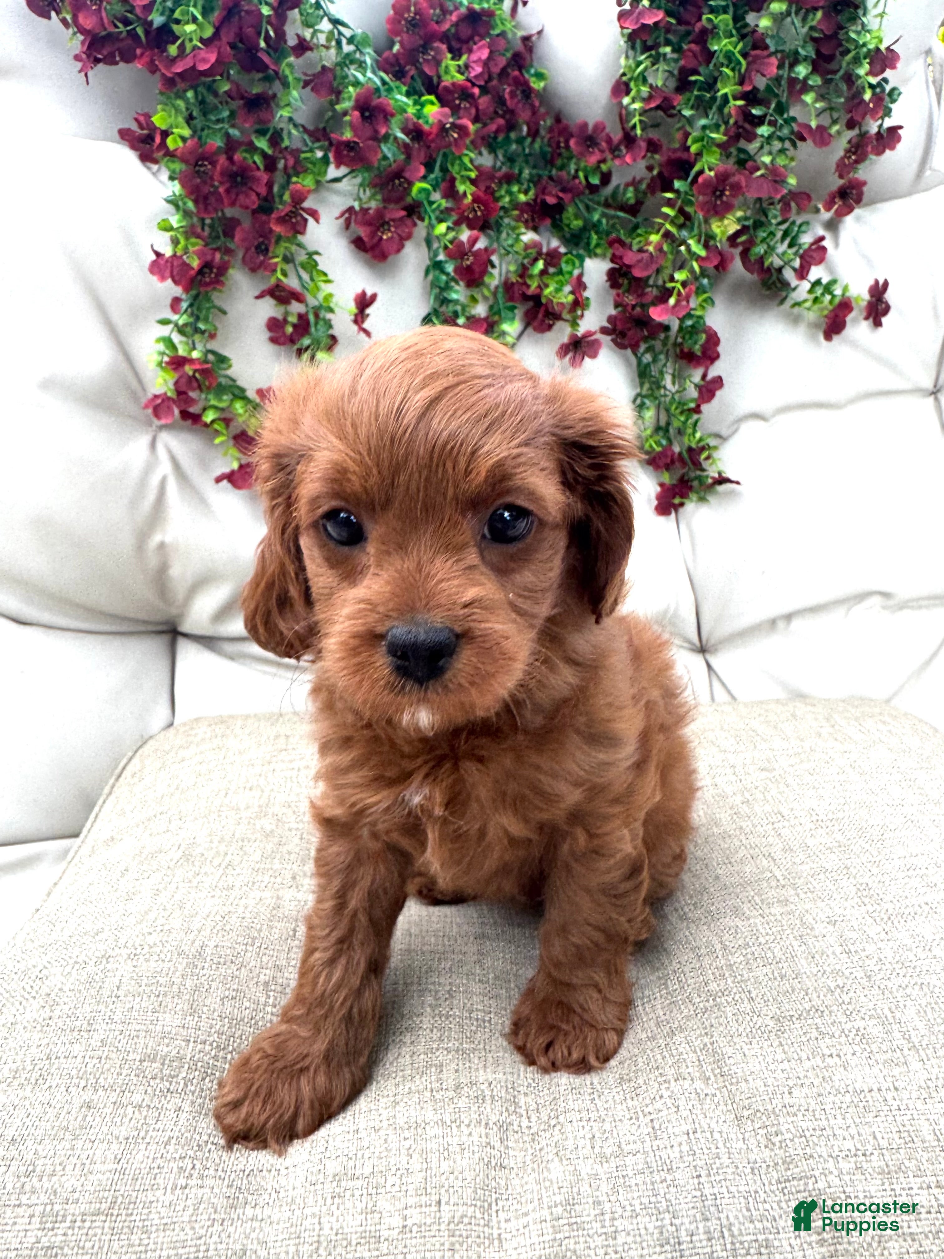 Cavapoo dogs Ruby - Ad 31