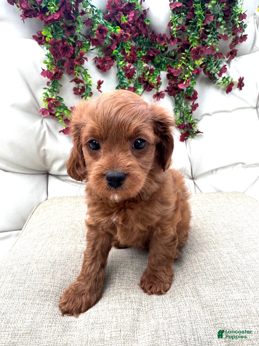 Cavapoo dogs for sale: Ruby - Ad 1
