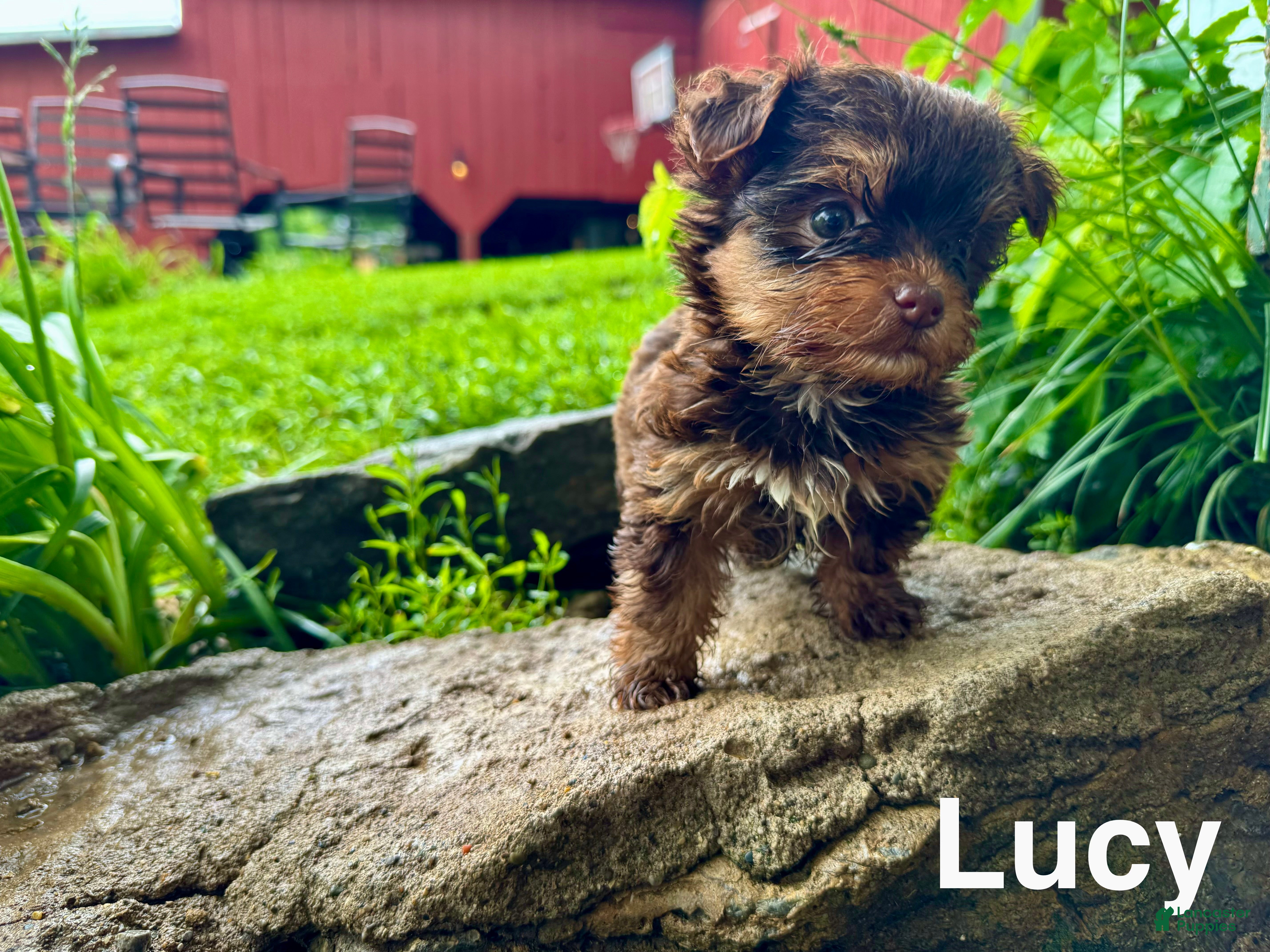 Yorkshire Terrier dogs Lucy - Ad 2