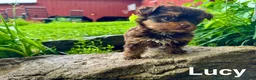 Yorkshire Terrier dogs for sale: Lucy - Ad 2