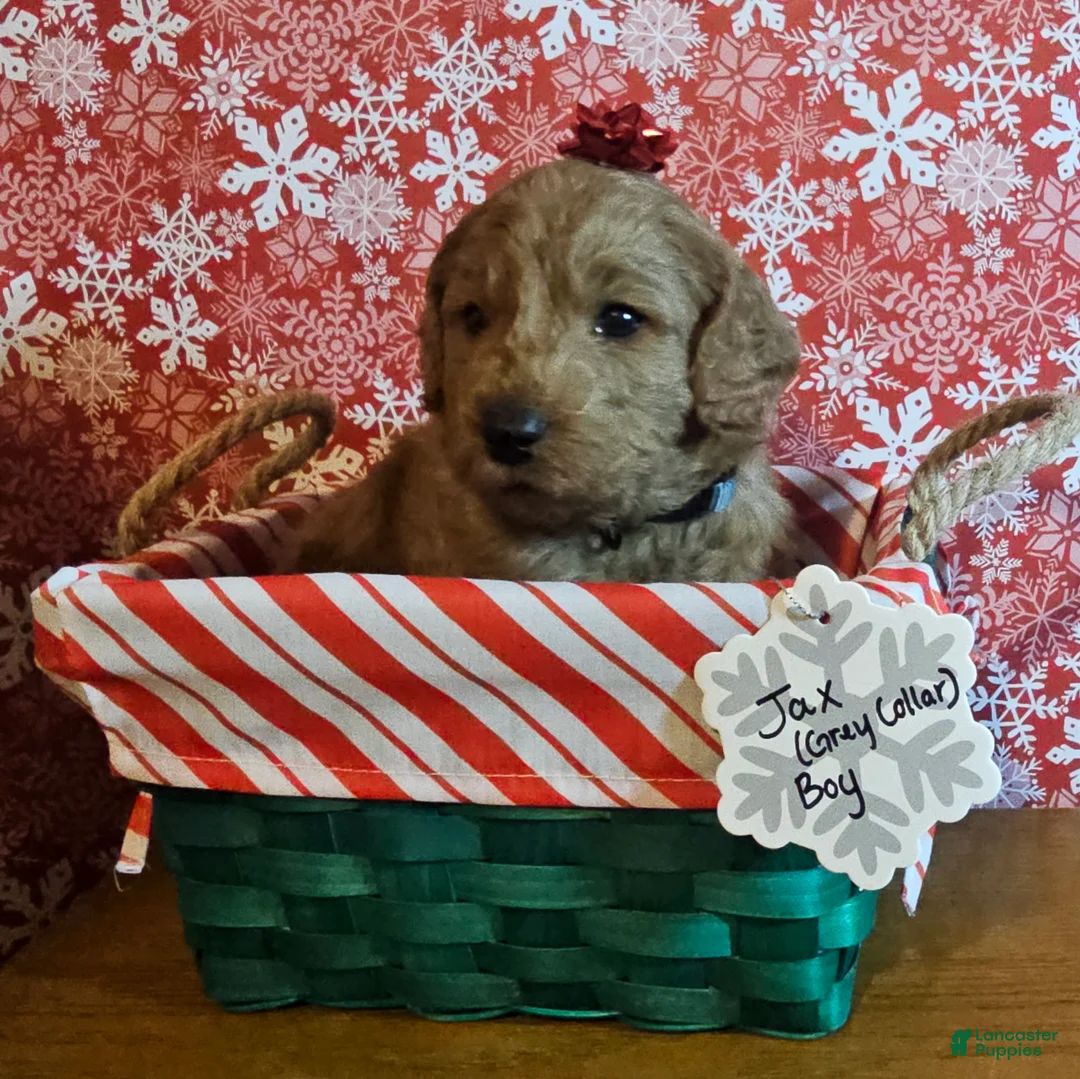 Mixed Breed dogs for sale: Oliver - Ad 5