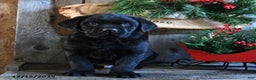 Labrador Retriever dogs for sale: Rudey - Ad 4