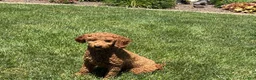 Cockapoo dogs for sale: Shellie - Ad 7