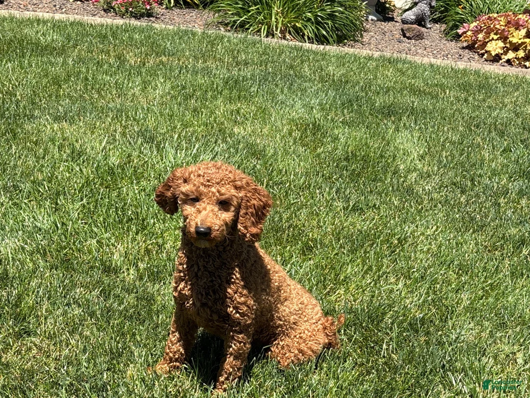 Cockapoo dogs for sale: Shellie - Ad 7