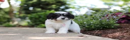 Cavachon dogs for sale: Dory - Ad 7