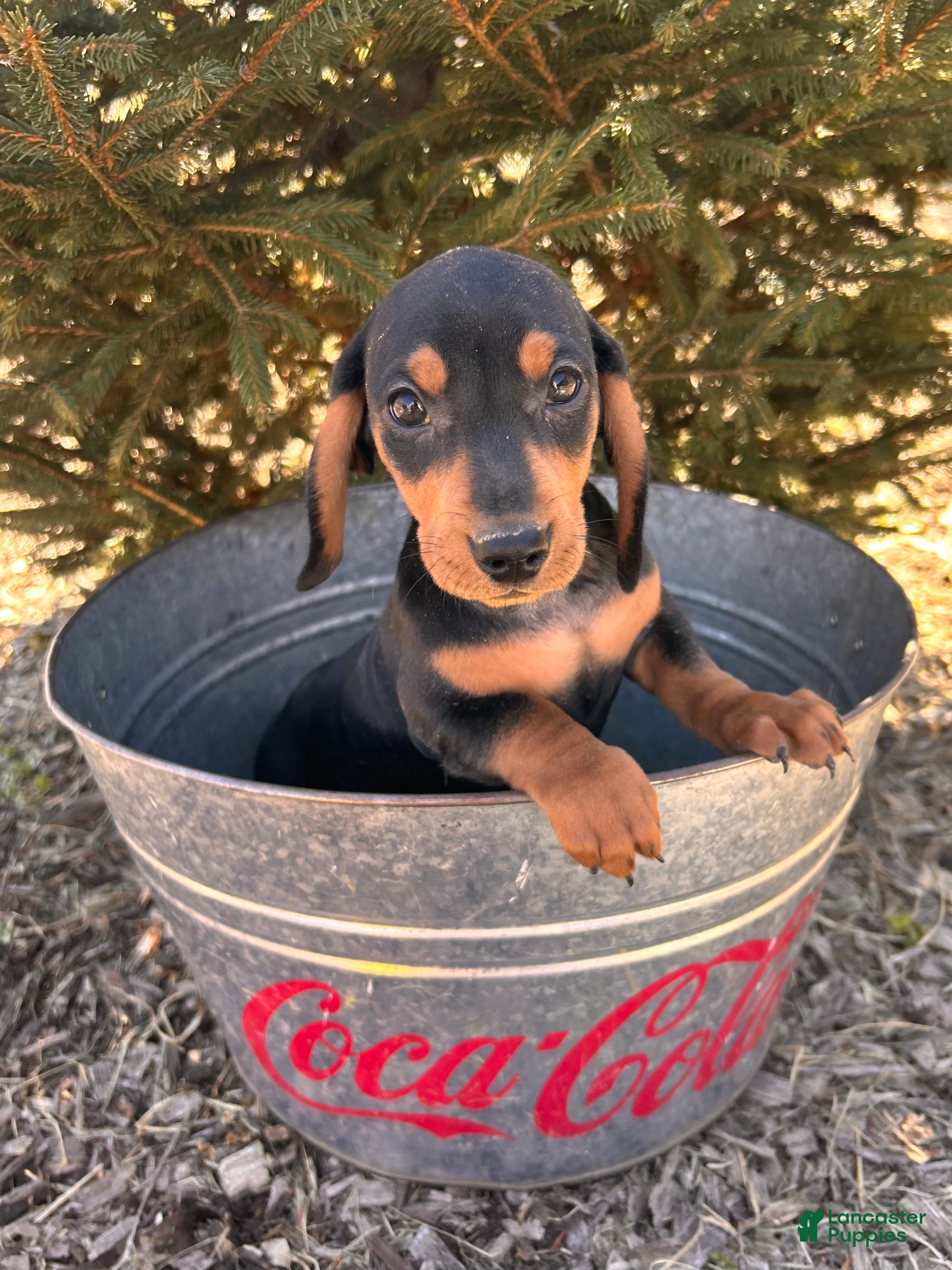 Miniature Dachshund dogs Chuck - Ad 1