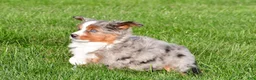 Miniature Australian Shepherd dogs for sale: Andre - Ad 6
