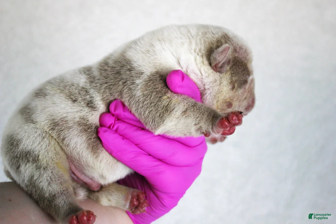 American Bully dogs for sale: Lilac Tri Merle Male 2 - Ad 2