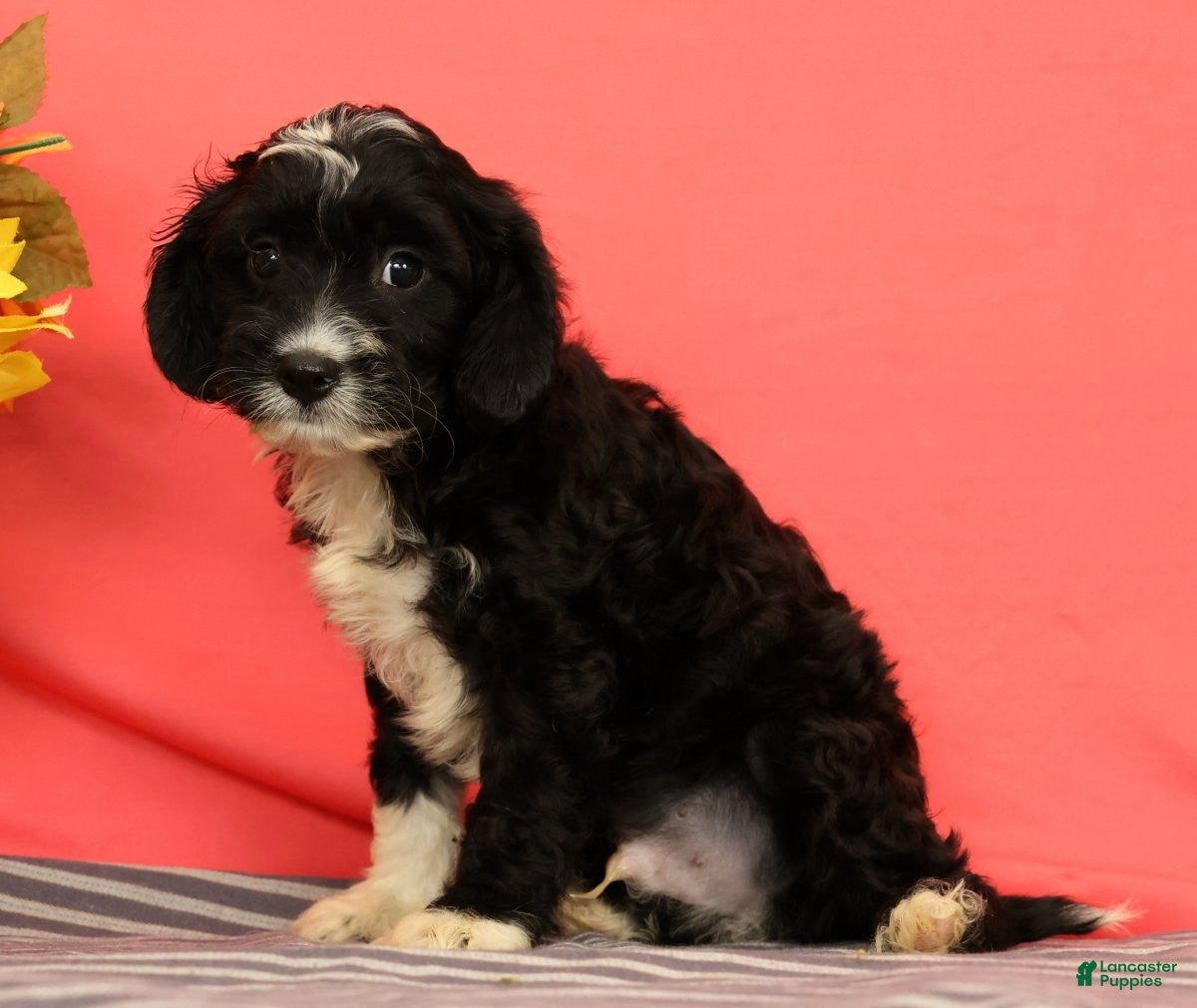 Cavapoo dogs Victor - Ad 1