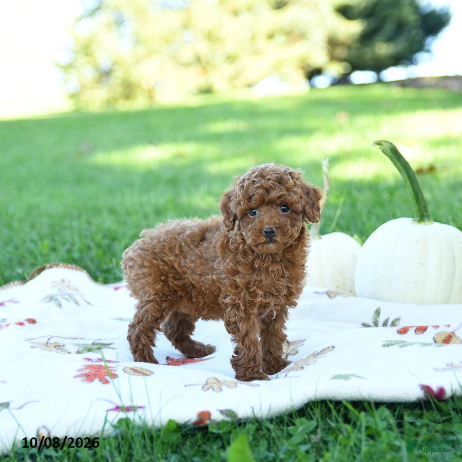Toy Poodle dogs Almond - Ad 2