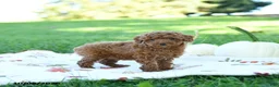 Toy Poodle dogs for sale: Almond - Ad 2