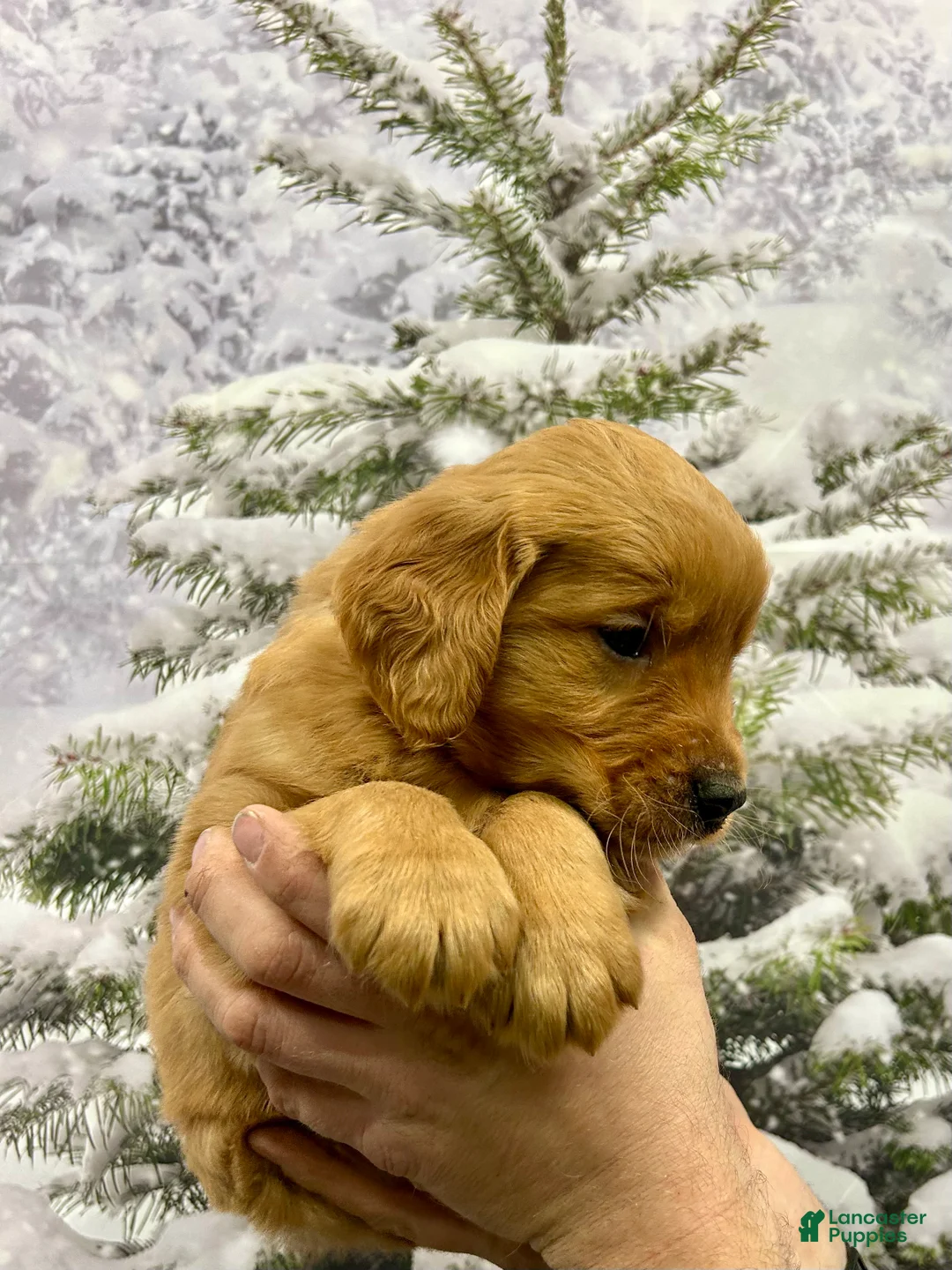 Golden Retriever dogs for sale: Prince  - Ad 5