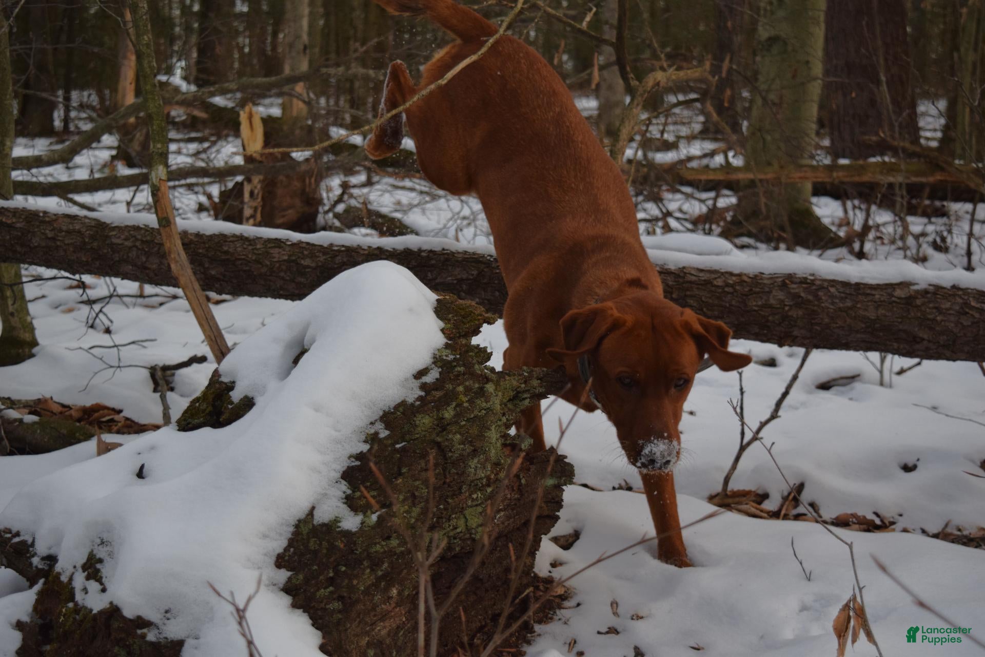 Labrador Retriever dogs Copper - Ad 2