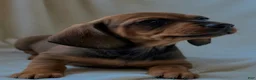 Miniature Dachshund dogs for sale: Betty - Ad 2