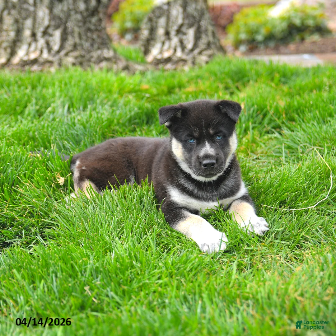 Gerberian Shepsky dogs for sale: Forrest - Ad 5