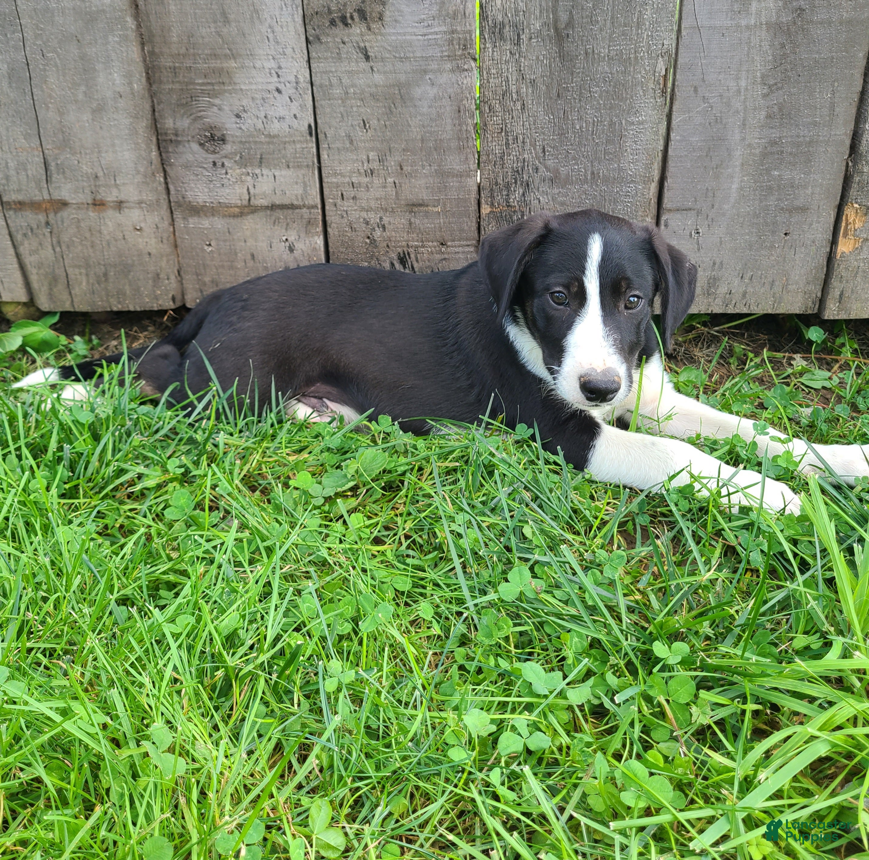 Mixed Breed dogs Winnie  - Ad 2