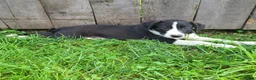 Mixed Breed dogs for sale: Winnie  - Ad 2