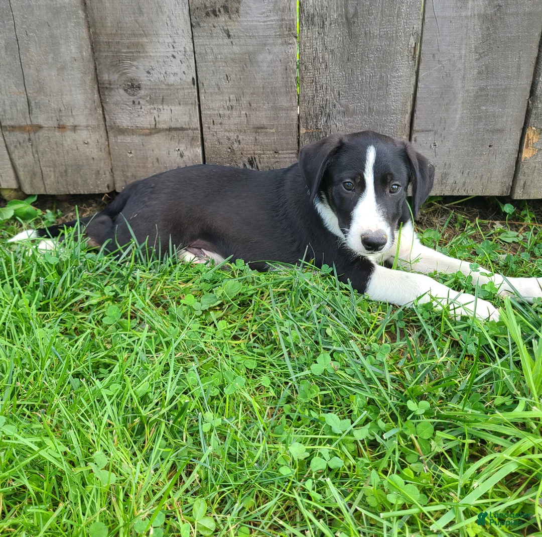 Mixed Breed dogs for sale: Winnie  - Ad 2