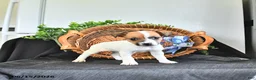 Jack Russell Terrier dogs for sale: Tasha - Ad 4