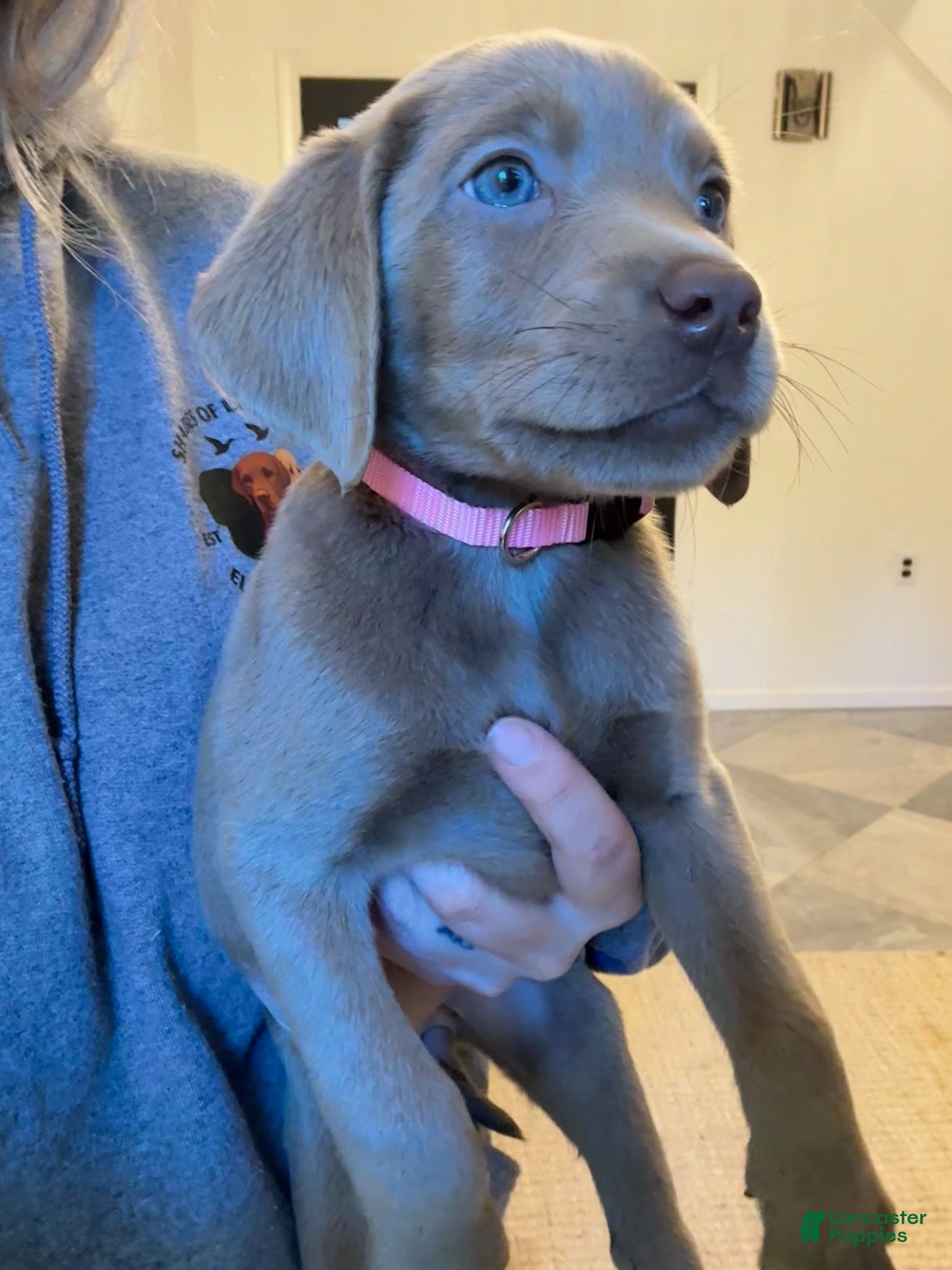 Labrador Retriever dogs Pink Collar Silver Female Lab - Ad 1