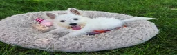 West Highland Terrier dogs for sale: Bonnie - Ad 7