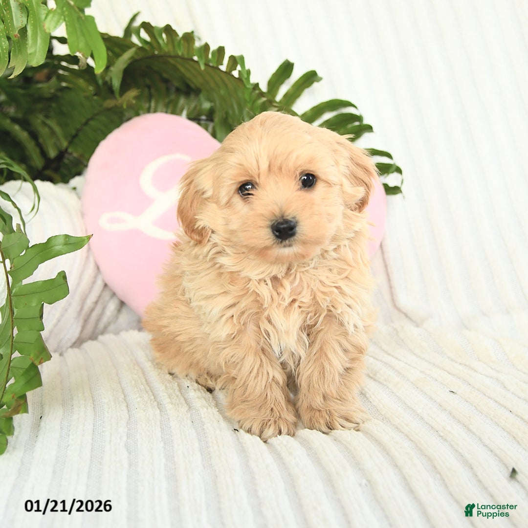 Mixed Breed dogs for sale: Lightning - Ad 1