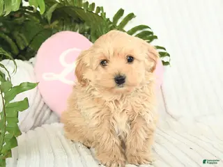 Mixed Breed dogs Lightning - Ad 39