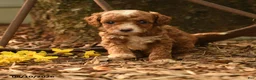 Goldendoodle dogs for sale: Hazel - Ad 2