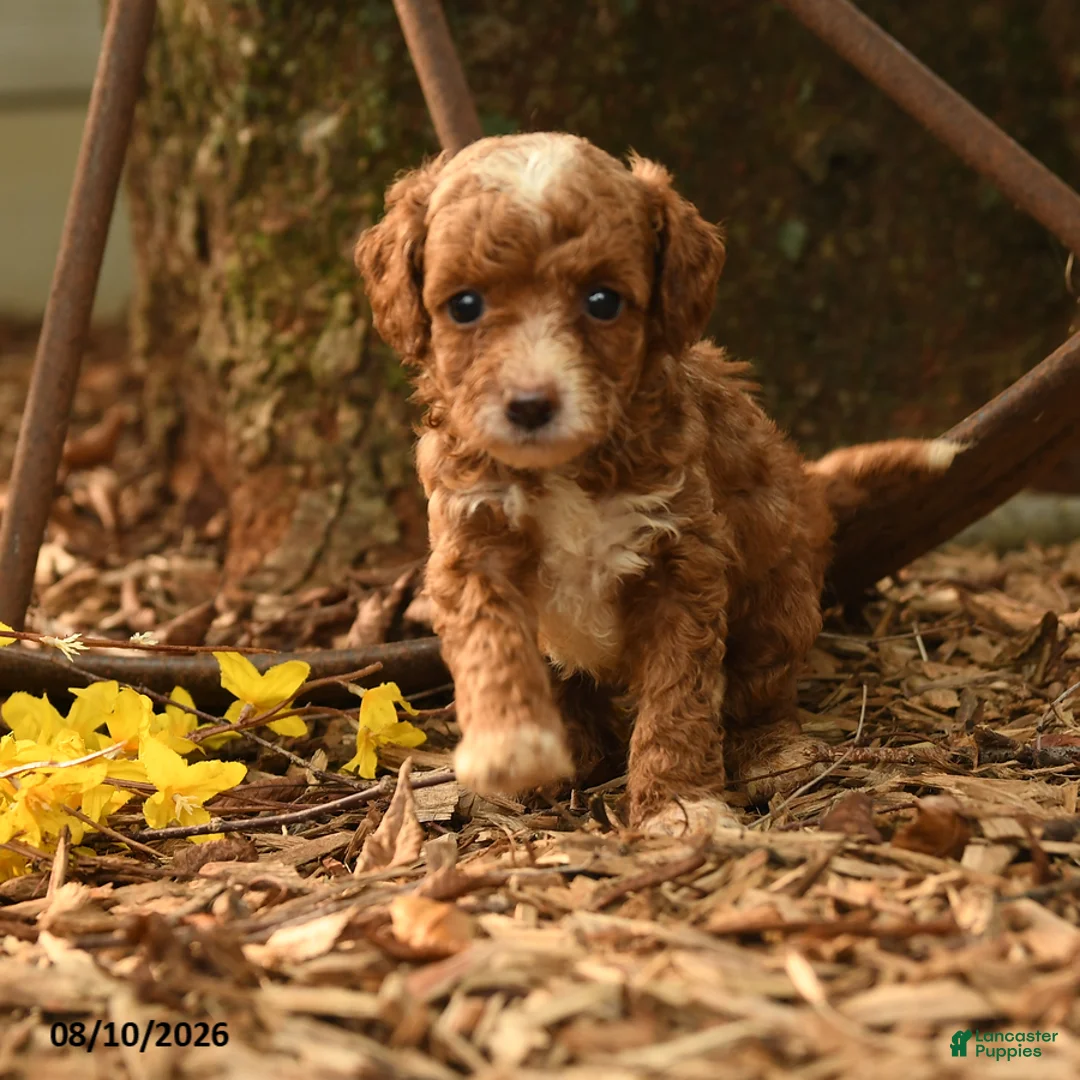 Goldendoodle dogs for sale: Hazel - Ad 2