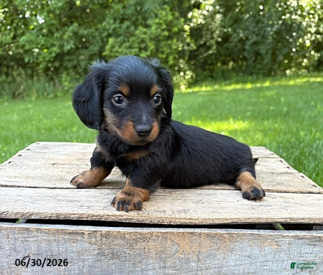 Dachshund dogs Loki - Ad 1