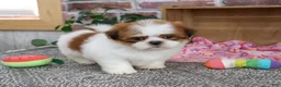 Shih Tzu dogs for sale: Dahlia - Ad 2