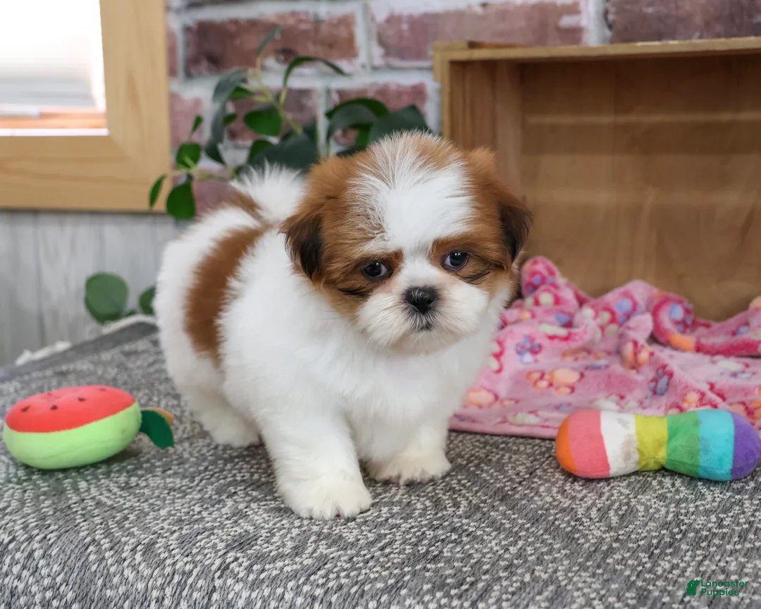 Shih Tzu dogs for sale: Dahlia - Ad 2