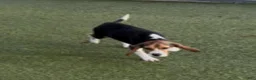 Beagle dogs for sale: Gail - Ad 4