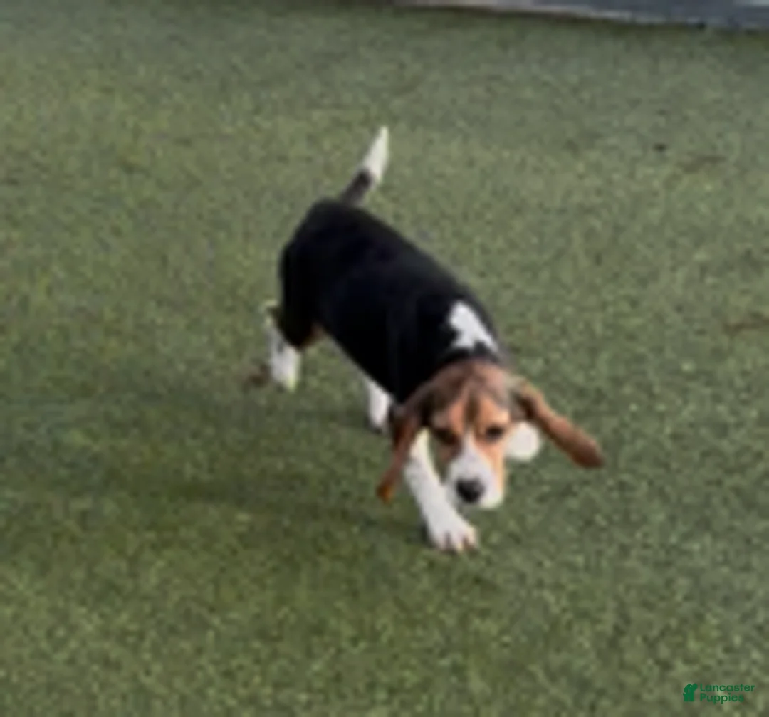 Beagle dogs for sale: Gail - Ad 4