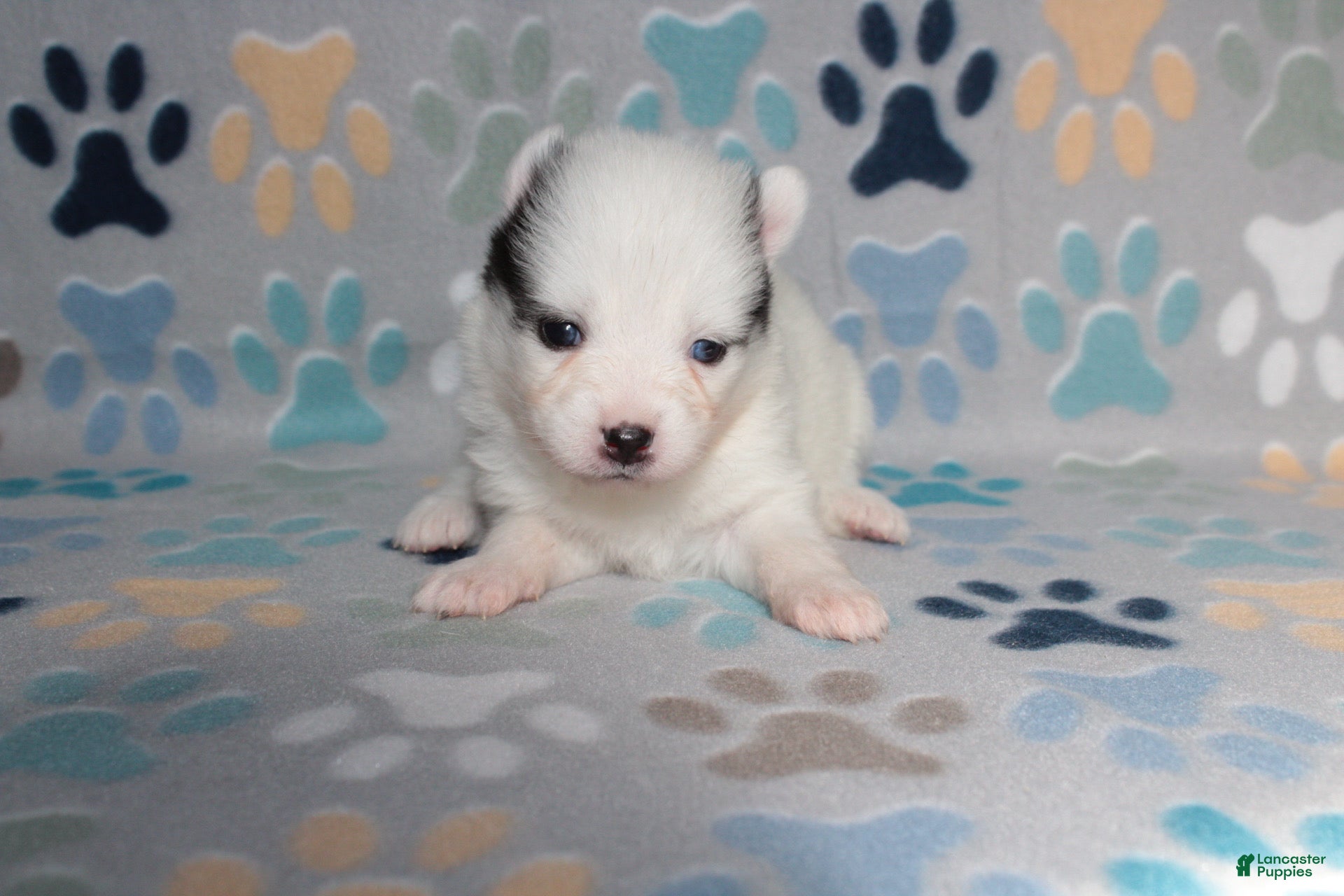 Pomsky dogs Speckle - Ad 3