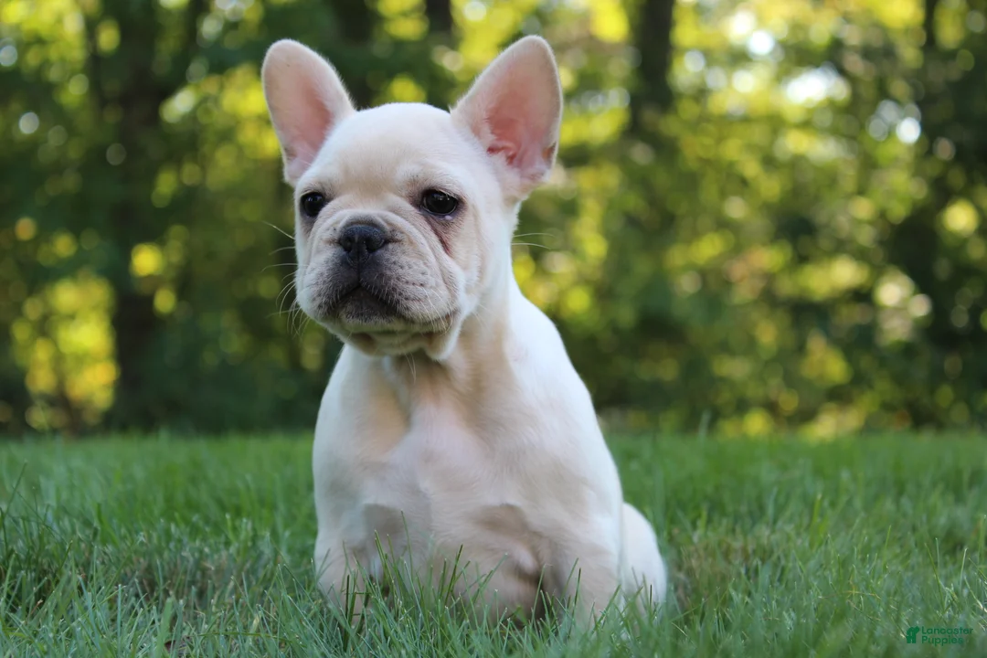 French Bulldog dogs for sale: Birch - Ad 1