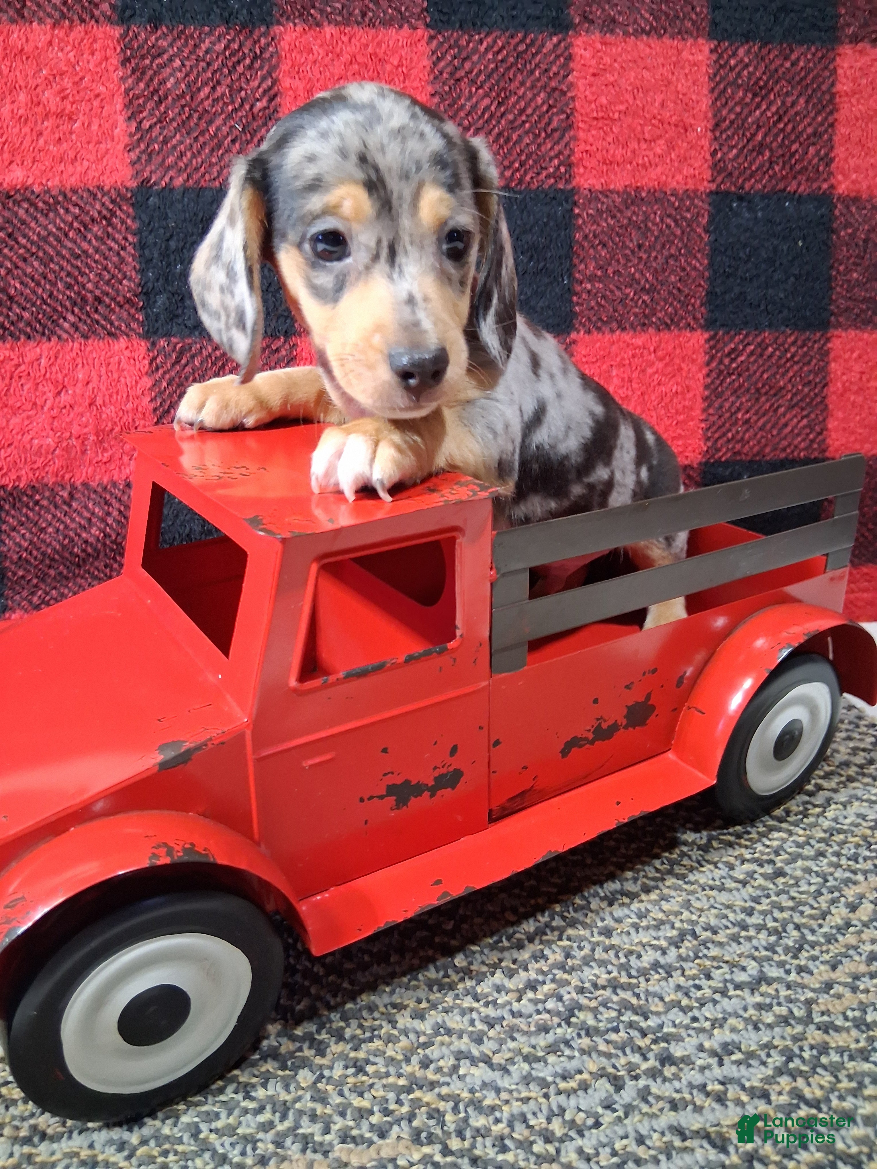 Miniature Dachshund dogs Rudolph - Ad 15