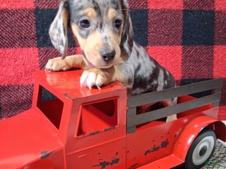 Miniature Dachshund dogs Rudolph - Ad 5