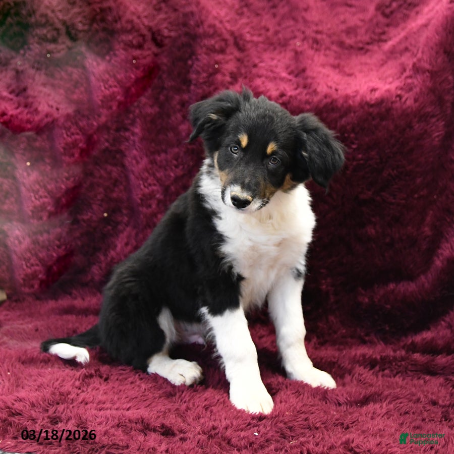 Border Collie dogs Taki - Ad 2