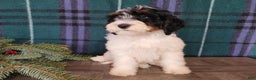 Mini Bernedoodle dogs for sale: Vixon - Ad 4
