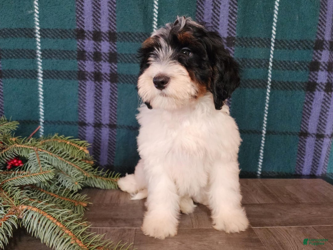 Mini Bernedoodle dogs for sale: Vixon - Ad 4