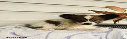Papillon dogs for sale: Randol - Ad 5