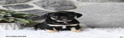 Pug dogs for sale: Bingo - Ad 1