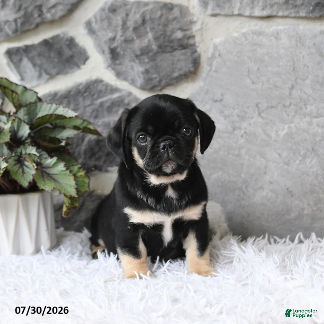 Pug dogs for sale: Bingo - Ad 1