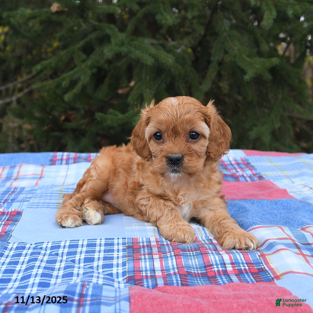Cavapoo dogs for sale: Faye - Ad 3