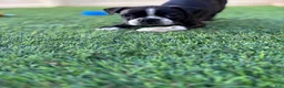 Boston Terrier dogs for sale: Boston Terrier 4 - Ad 4