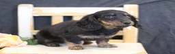 Miniature Dachshund dogs for sale: Violet - Ad 3