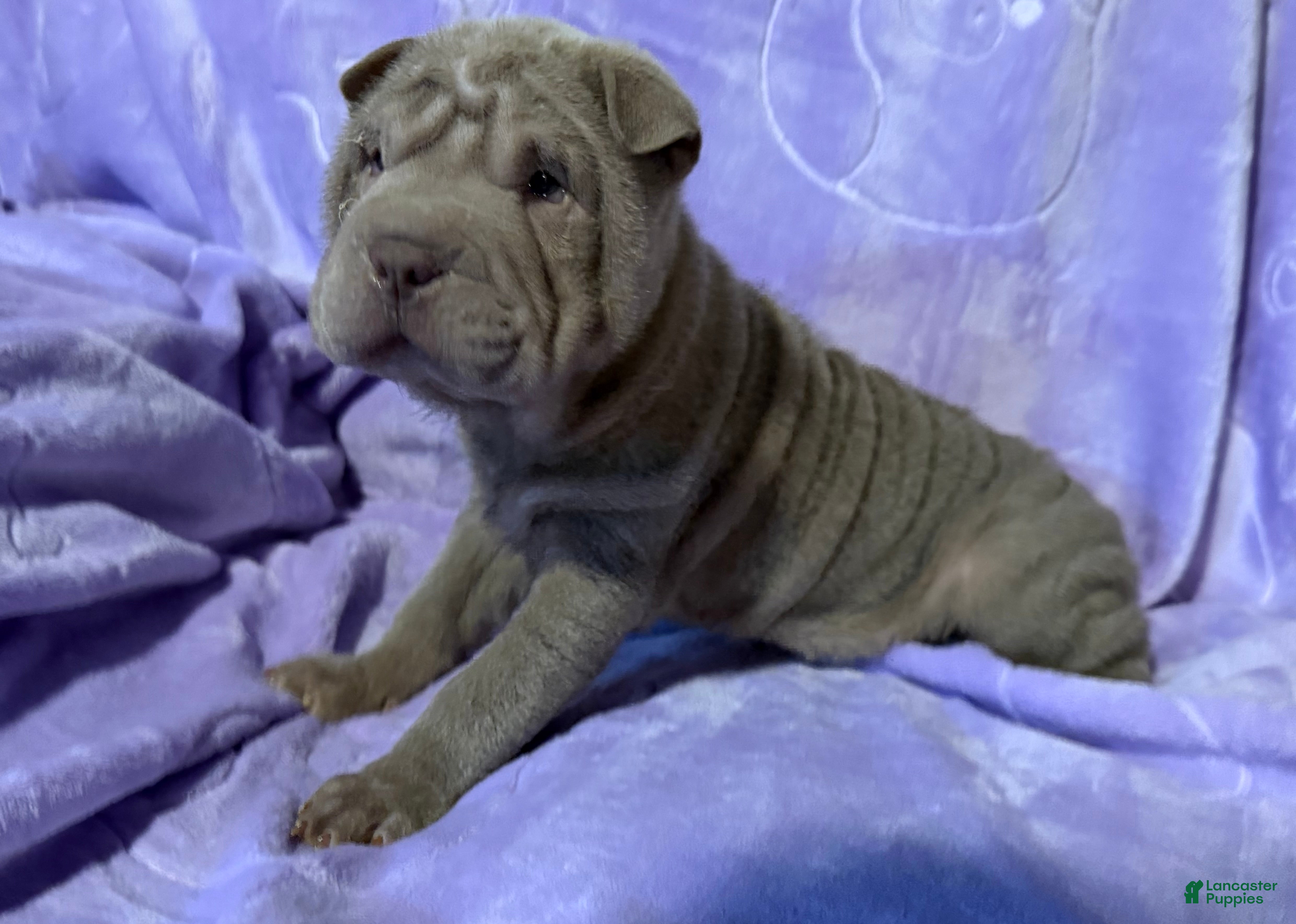 Shar Pei dogs Belle - Ad 5