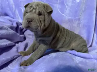 Shar Pei dogs Belle - Ad 5