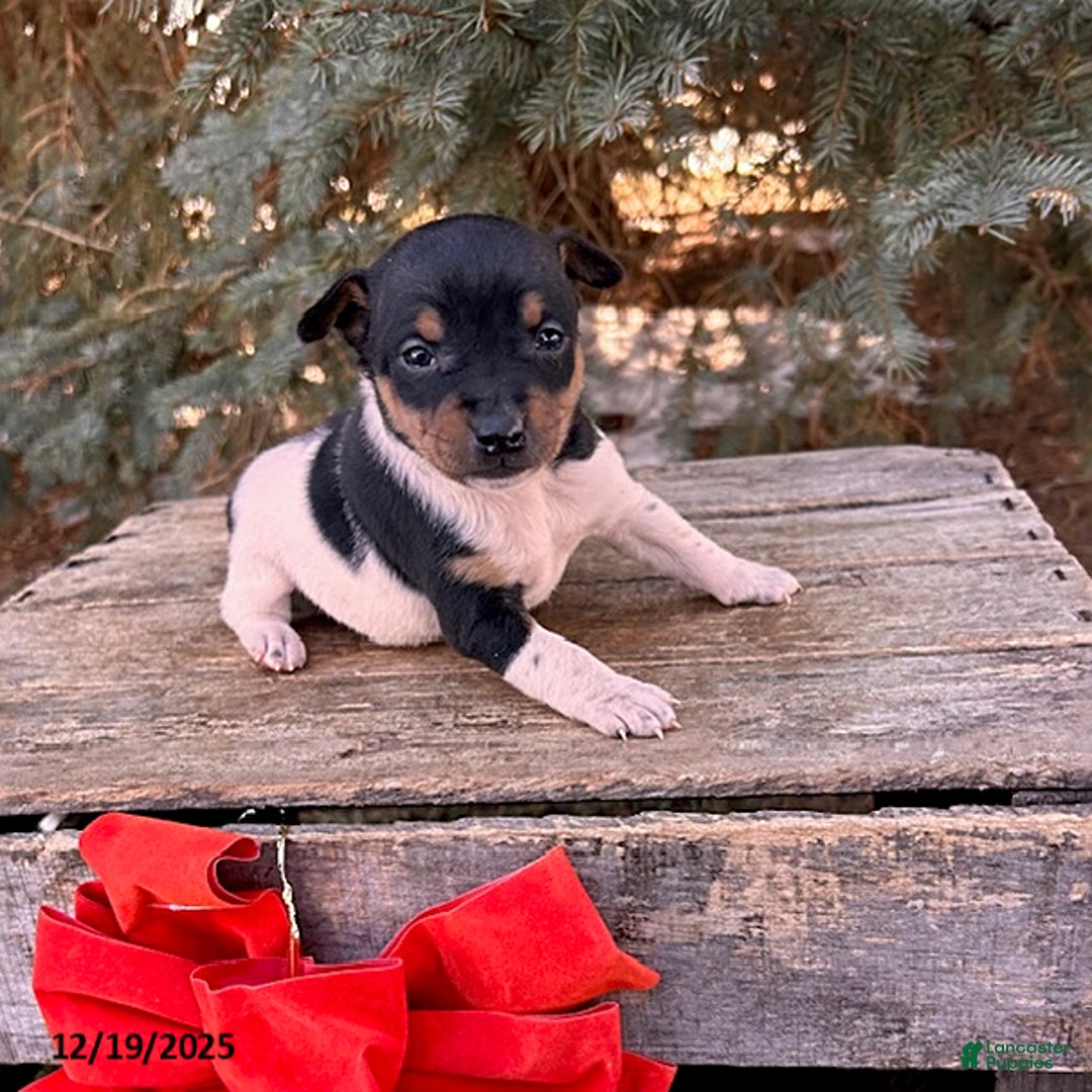Rat Terrier dogs for sale: Moana - Ad 2